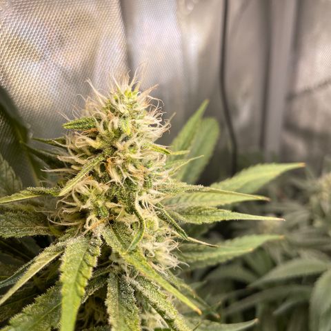 1. Laughing Buddha growlog timeline photo