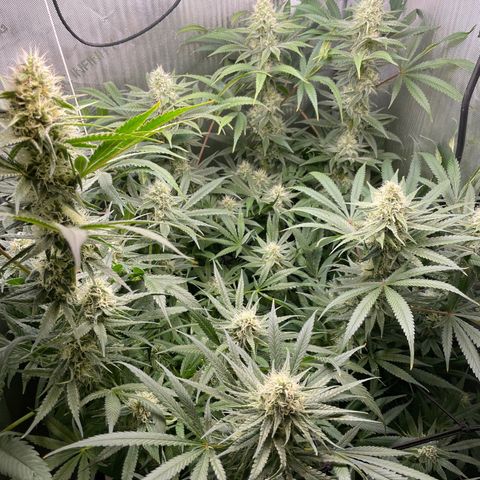 1. Laughing Buddha growlog timeline photo