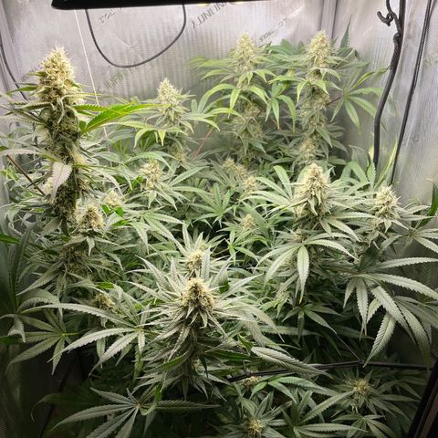 1. Laughing Buddha growlog timeline photo