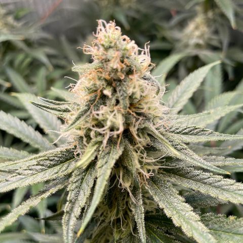 1. Laughing Buddha growlog timeline photo