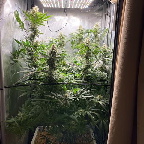 1. Laughing Buddha growlog timeline photo