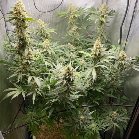 1. Laughing Buddha growlog timeline photo