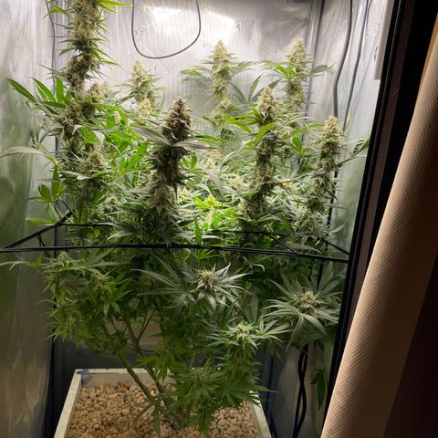 1. Laughing Buddha growlog timeline photo