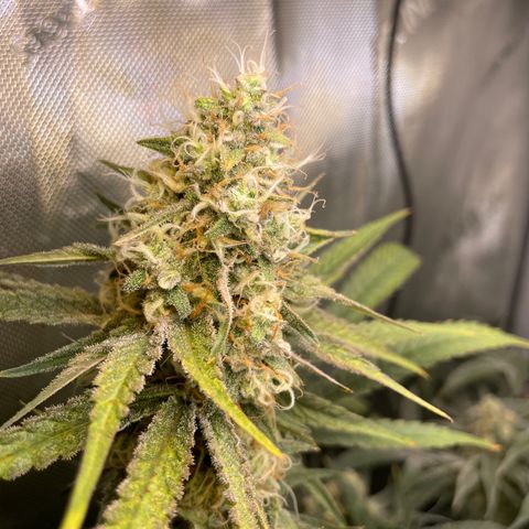 1. Laughing Buddha growlog timeline photo