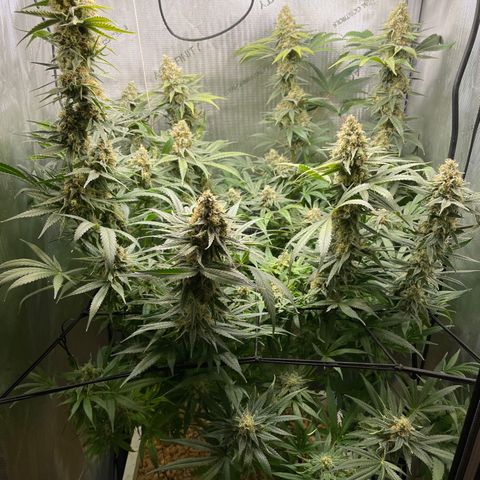 1. Laughing Buddha growlog timeline photo