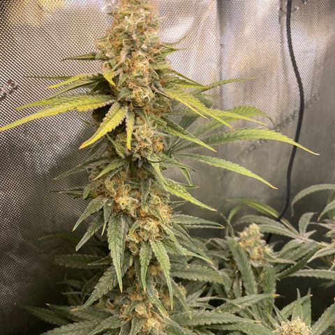1. Laughing Buddha growlog timeline photo