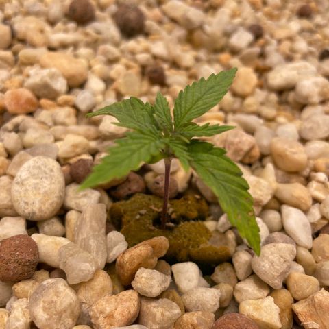 Lambs Breath Fem  growlog photo: Leaves are a little yellow