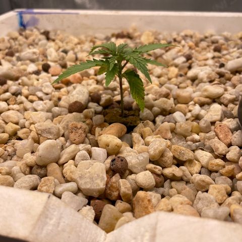 Lambs Breath Fem  growlog photo: Leaves still slightly yellow