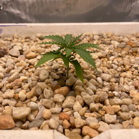 Lambs Breath Fem  growlog timeline photo