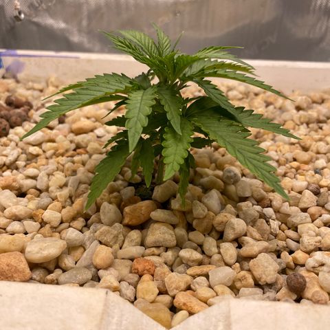 Lambs Breath Fem  growlog timeline photo