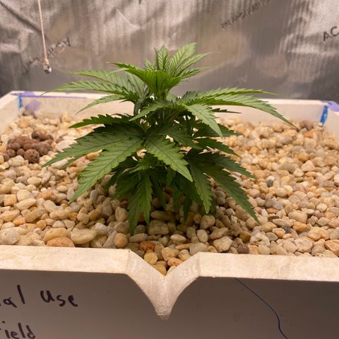 Lambs Breath Fem  growlog timeline photo