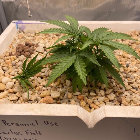 Lambs Breath Fem  growlog photo: Topped