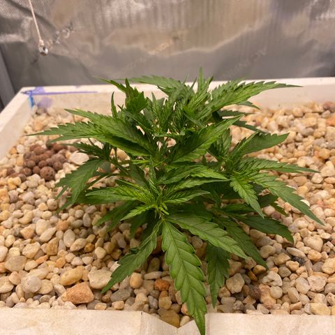 Lambs Breath Fem  growlog timeline photo