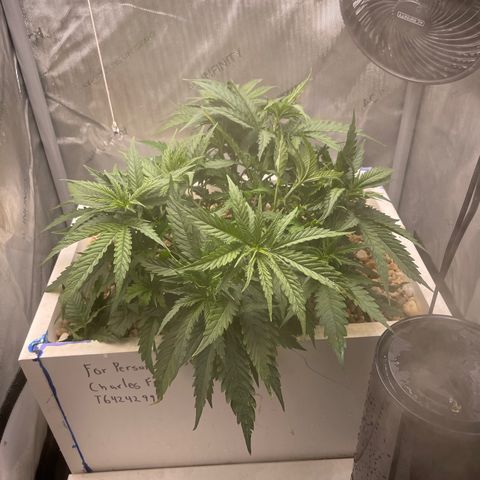 1. Laughing Buddha growlog timeline photo
