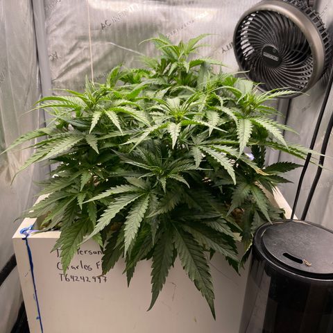 Lambs Breath Fem  growlog timeline photo