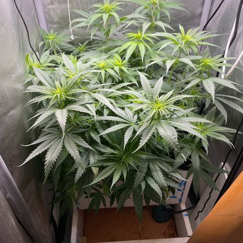 Lambs Breath Fem  growlog timeline photo