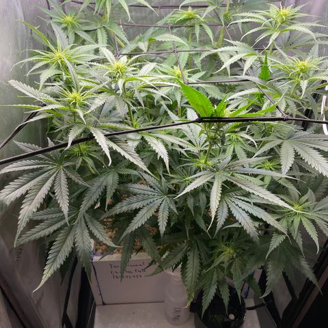 Lambs Breath Fem  growlog timeline photo