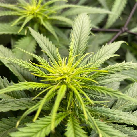 Lambs Breath Fem  growlog timeline photo