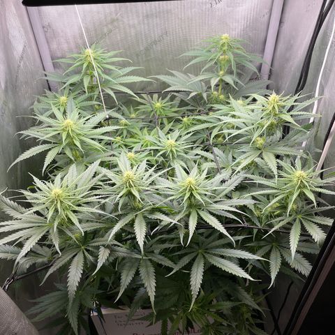 Lambs Breath Fem  growlog timeline photo