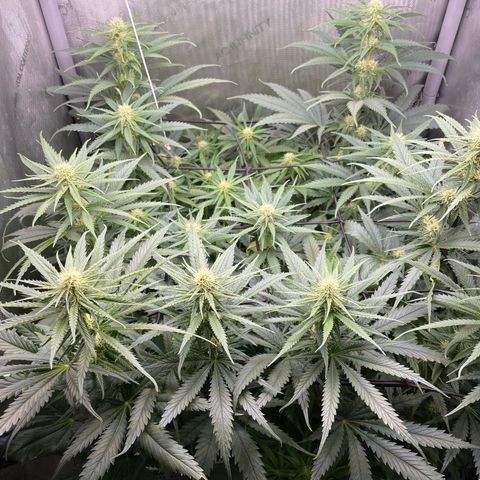 Lambs Breath Fem  growlog timeline photo