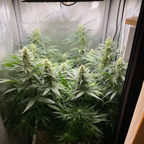 Lambs Breath Fem  growlog timeline photo