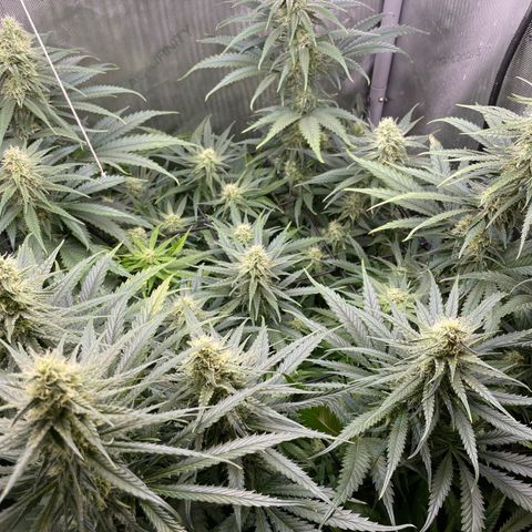 Lambs Breath Fem  growlog timeline photo