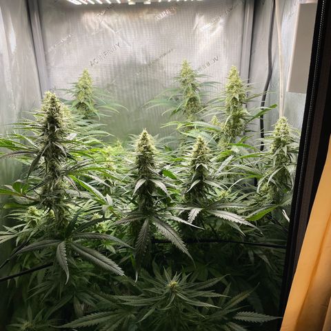Lambs Breath Fem  growlog timeline photo