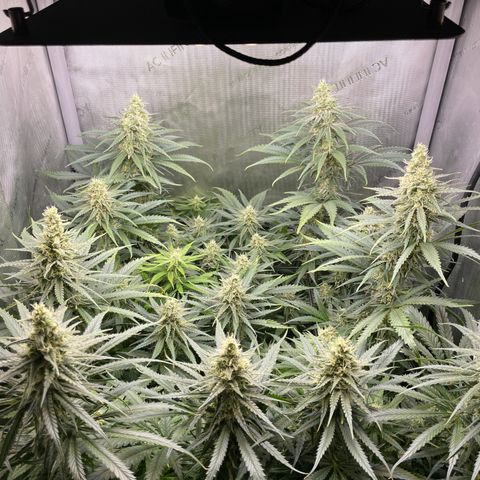 Lambs Breath Fem  growlog timeline photo