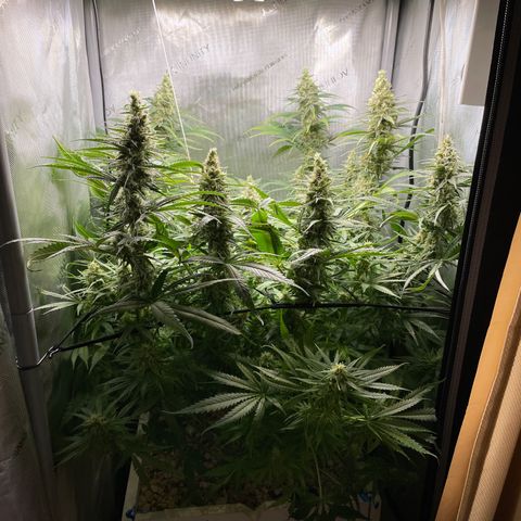 Lambs Breath Fem  growlog timeline photo