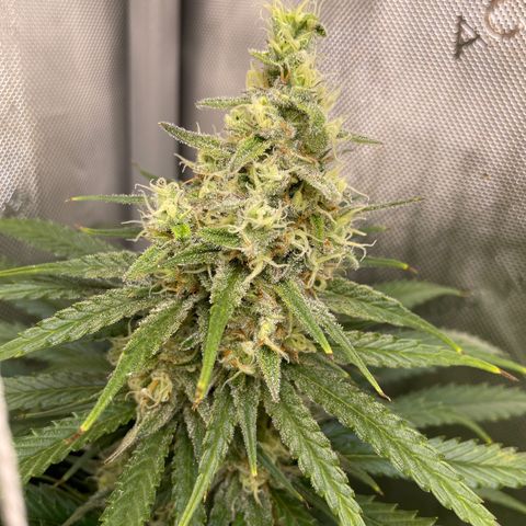 Lambs Breath Fem  growlog timeline photo