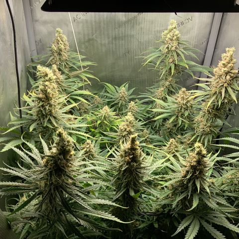 Lambs Breath Fem  growlog timeline photo