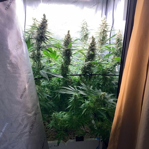 Lambs Breath Fem  growlog timeline photo