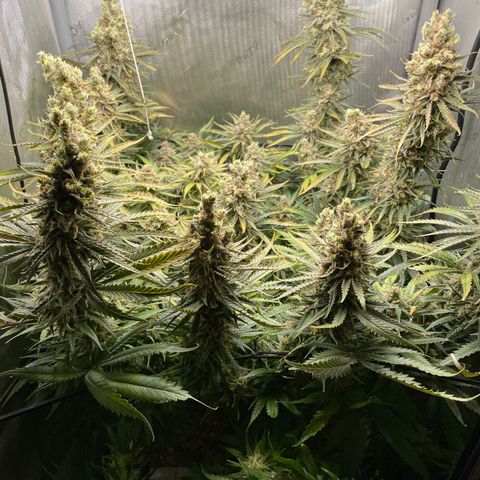 Lambs Breath Fem  growlog timeline photo