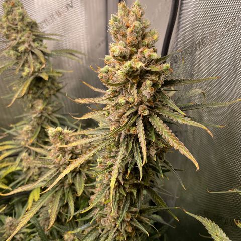 Lambs Breath Fem  growlog timeline photo