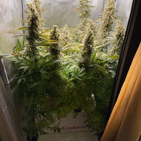 Lambs Breath Fem  growlog photo: Harvest Day