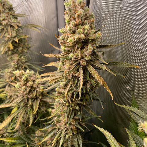 Lambs Breath Fem  growlog timeline photo