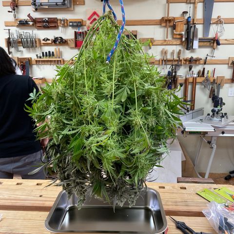 Lambs Breath Fem  growlog timeline photo