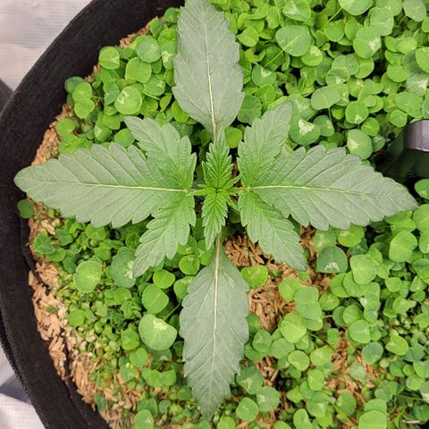 Wedding Cake X Gelato X Gelato 33 growlog timeline photo
