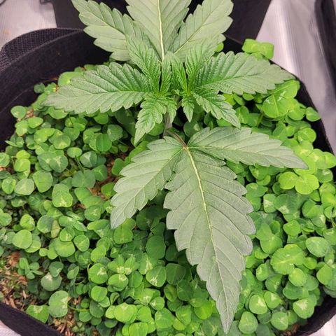 Wedding Cake X Gelato X Gelato 33 growlog timeline photo