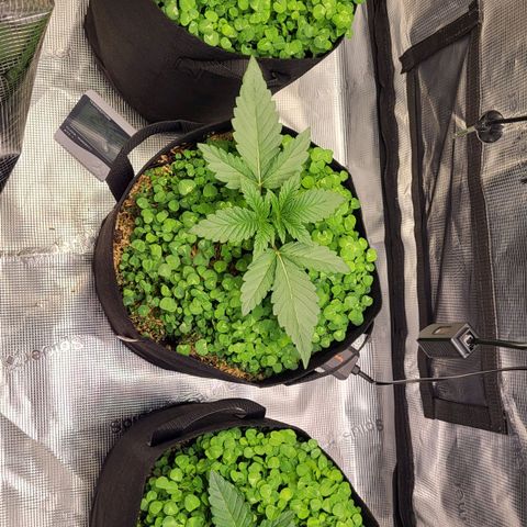 Wedding Cake X Gelato X Gelato 33 growlog timeline photo