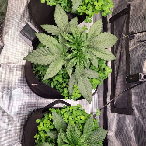 Wedding Cake X Gelato X Gelato 33 growlog timeline photo