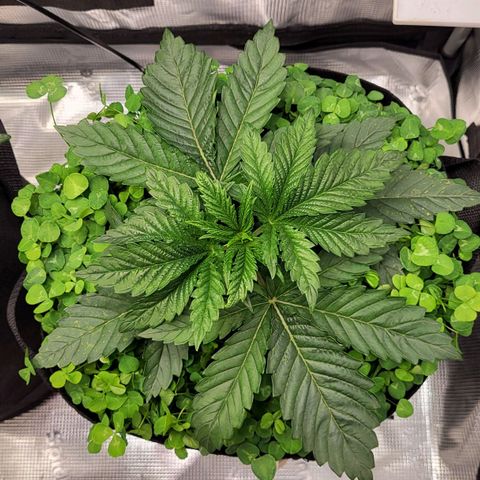Wedding Cake X Gelato X Gelato 33 growlog timeline photo