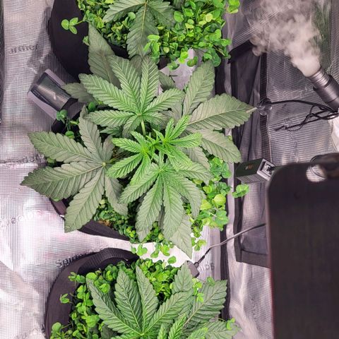 Wedding Cake X Gelato X Gelato 33 growlog timeline photo