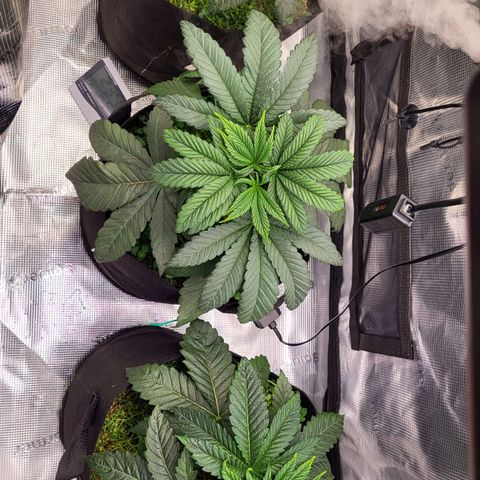 Wedding Cake X Gelato X Gelato 33 growlog timeline photo