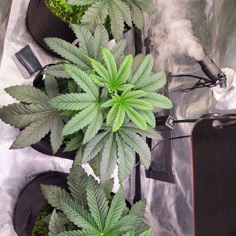 Wedding Cake X Gelato X Gelato 33 growlog timeline photo