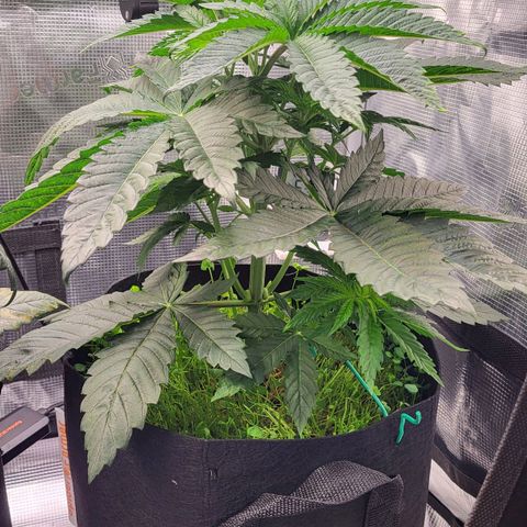 Wedding Cake X Gelato X Gelato 33 growlog timeline photo