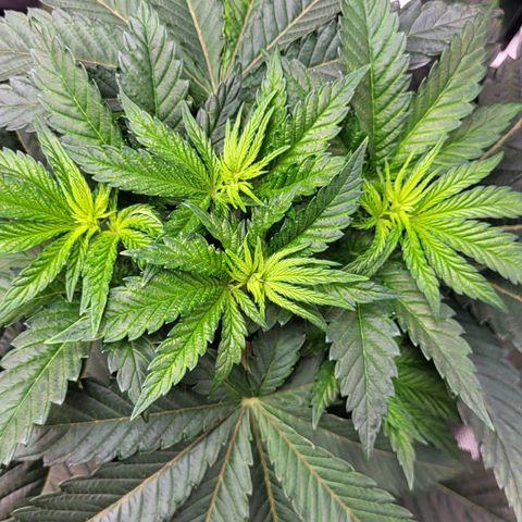 Wedding Cake X Gelato X Gelato 33 growlog timeline photo