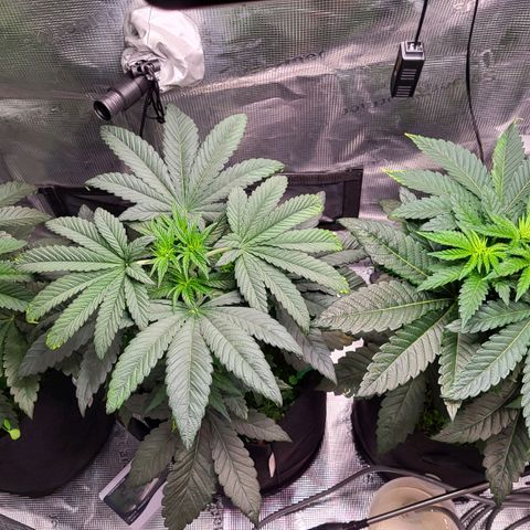 Wedding Cake X Gelato X Gelato 33 growlog timeline photo