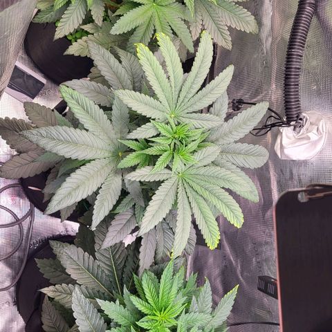 Wedding Cake X Gelato X Gelato 33 growlog timeline photo