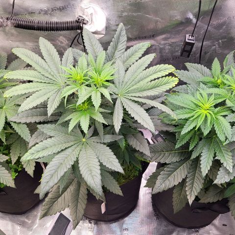 Wedding Cake X Gelato X Gelato 33 growlog timeline photo